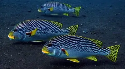 Diving USAT Liberty wreck