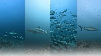 Kandooma-thila-Grey-reef-Sharks-best-dive-site-maldives